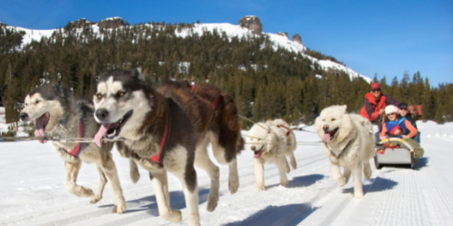 dog sledding